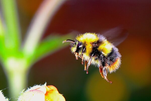 Be pollinator friendly: Free event in October