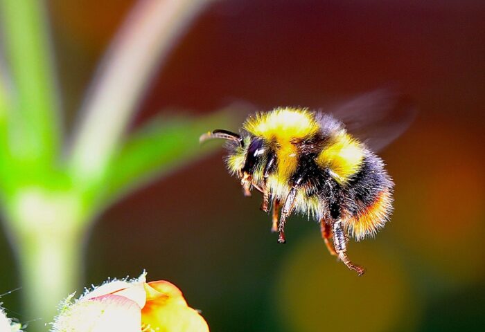 Be pollinator friendly: Free event in October