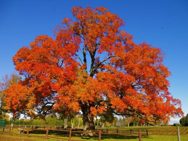 Calendar date change for leaf and yard collection
