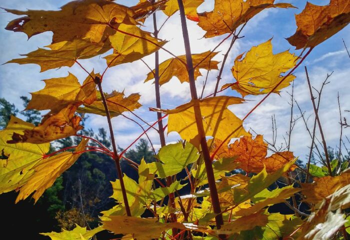 Community gets to work on the Kawartha Lakes Healthy Environment Plan