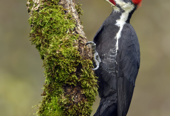Sheltering at home means a chance to observe our birds of Kawartha Lakes